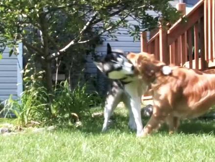 哈士奇的战斗力怎么样? #哈士奇 #萌宠 #狗狗 #二哈