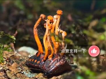 冬虫夏草的生长过程被揭晓,看完后你还敢吃嘛?高分纪录片