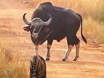 白肢野牛:这波我和老虎配合天衣无缝 #动物世界