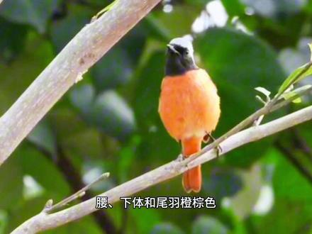 北红尾鸲: 又名“火燕”。是我国北方为数不多羽色亮丽,歌声优美的鸟类。#爱鸟护鸟 #鸟类科普 #野生动物零距离 #鸟叫声 #鸟类