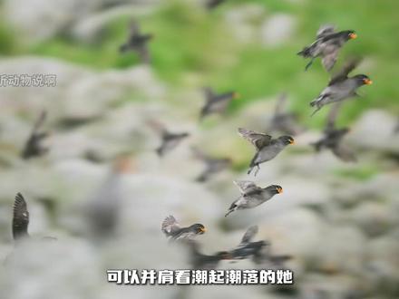 这个位置是爷爷传下来的,你要守住它,凤头海雀,冠小海雀,动物 #动物世界看人生百态 #动物科普 #自然纪录片 #动物独白 #听动物说啊