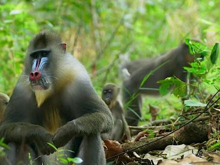 为了争夺猴界至高地位,还得看脸色啊#纪录片 #影视解说 #宅家dou剧场