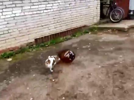 #巨量算数 刀哥和吊哥的故事!😄 #危险动作请勿模仿 #萌宠 #意不意外 #一人一句神回复 #情人节迷惑行为大赏 @DOU+小助手