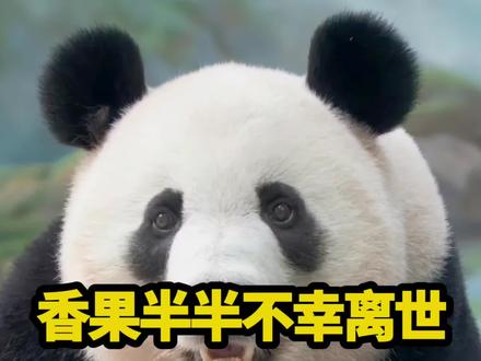 据中国大熊猫保护研究中心、成都大熊猫繁育研究基地及相关部门联合发布的官方公告,杭州野生动物世界大熊猫半半、杭州动物园大熊猫香果,于2026年2月9日、10日因病救治无效,先后离世。经专家尸检化验确认,半半死因是肠梗阻,香果死因是肠系膜扭转,二者均为大熊猫消化道急腹症,致死率分别高达60%和100%,最终引发多器官功能衰竭。相关部门已对两家园区开展进一步调查,责令杭州野生动物世界、杭州动物园熊猫馆即日起闭馆整改。愿半半、香果在潘达星球,再无病痛折磨,岁岁平安! #大熊猫 #大熊猫香果 #大熊猫半半 #国宝大熊猫#大熊猫香果去世
