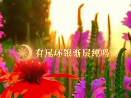 有尾环的银渐层不纯吗,银渐层怎么看品相