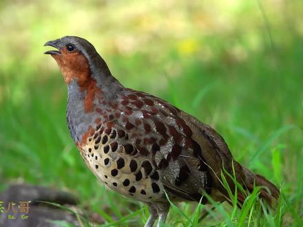 3种竹鸡叫声,哪种最好听?