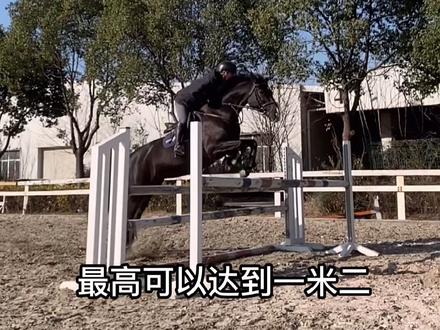 带你们看障碍马能跳多高,最后有惊喜呦#障碍马#宠物出道计划