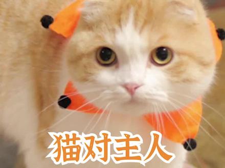猫对主人弓背什么意思#萌宠出道计划 #我和我的猫 #记录猫咪日常@抖音小助手