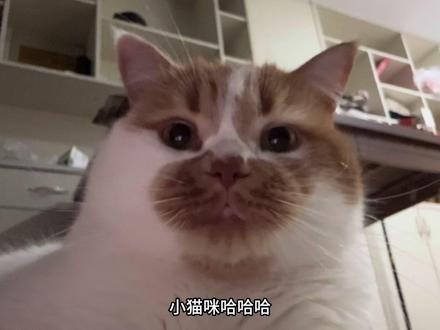 小猫咪🐈 #萌宠出道计划 #vlog十亿流量扶持计划 #瓦瓦 #万物可爱计划 #橘猫 原声@瓦瓦