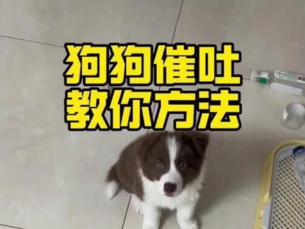 狗狗催吐,亲测有效,关键时刻紧急救狗命!