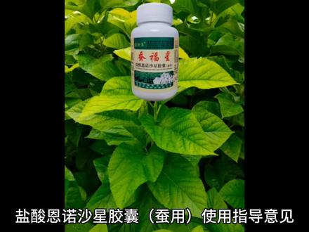 养蚕技术知识分享#种桑养蚕