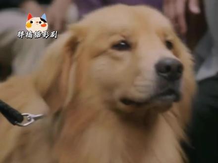 韩剧又来赚我眼泪了#韩剧#公益律师#保护动物 #宠物 #感动