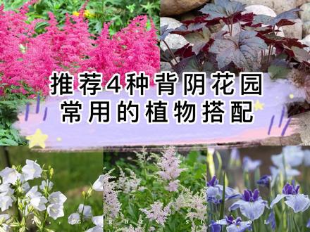 一些植物喜欢同样的生长环境,它们的颜色、形状、质感的配合度也比较高。用这样的植物进行搭配不会出错的#花园植物 #配色 #庭院植物 #花园