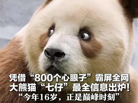 凭借“800个心眼子”霸屏全网 大熊猫“七仔”最全信息出炉!得名于《长江7号》 有个后妈叫珠珠“今年16岁,正是巅峰时刻”