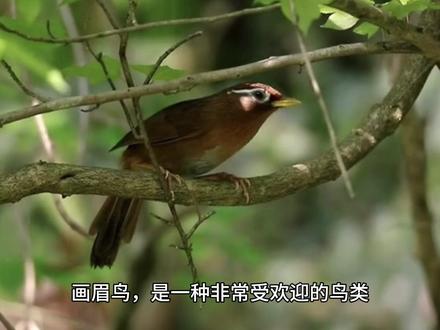 全面分析画眉鸟的眼砂和眼水,及其对应的画眉鸟性格特征