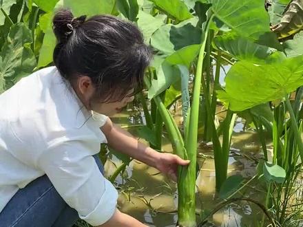 居然还有人不认识芋头梗,用它腌制成酸菜,两广人的最爱,最适合夏天好吃开胃又下饭