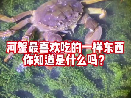 河蟹最喜欢吃的一样东西,你知道是什么吗? #螃蟹养殖 #河蟹养殖 #水产养殖