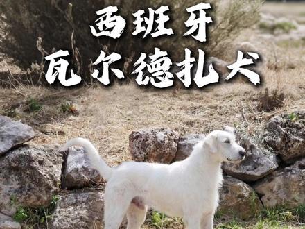 西班牙瓦尔德扎犬 #老猫谈狗