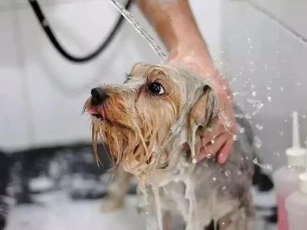 居家最好不要养这5种狗!#狗 @馋不腻天然狗粮