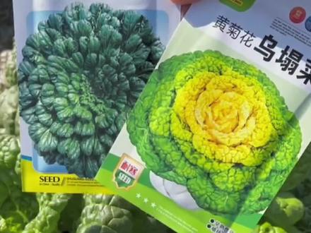 今年秋天别再种普通青菜了,种点这个比羊肉还好吃的乌塔菜了。不仅零下20度冻不死,而且天气越冷口感越好。尤其是雪地里扒出来的乌塌菜,更是脆嫩香甜,入口即化。用它炒菜、包饺子、下火锅都非常香。#乌塌菜 #乌塌菜种子 #蔬菜种植 #蔬菜种子 #阳台小院均可种植