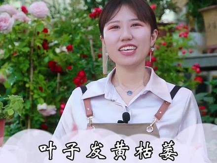叶子发黄枯萎别着急,教你一招两天搞定#花期已至美好如初 #一花一草一世界