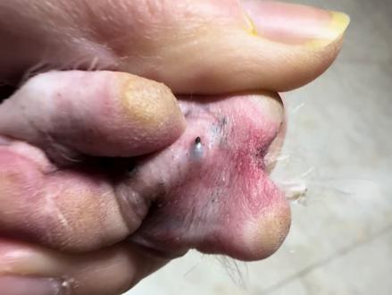 我们脚丫上真的没有咯,就这两颗,都清掉了。#一般人不告诉他 #谁能看出这有什么门道 #凡事不要慌拍个抖音在说 #冠毛犬 #去黑头