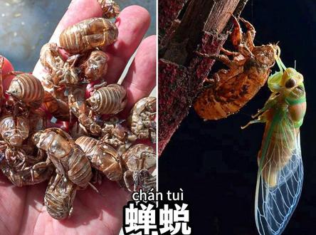 中药材中的虫虫,你有因为它们而困扰过?#中草药知识#知识科普#中草药