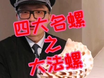 四大名螺之法螺!献给你们!#涨知识 #贝壳 #科普 #抖音小助手 @抖音小助手