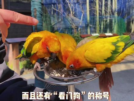 亲子时光好去处 南山竹海小鸟天堂
一起来喂鸟叭🦜#南山竹海 #亲子游玩好去处