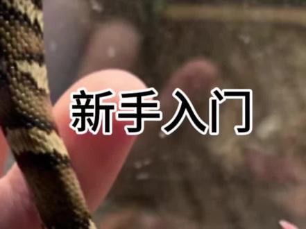 #爬宠 #蛇🐍 #人工合法养殖 #异宠 #蛇 想养蛇 预算不多 又想要一个温顺好养的蛇 当然是选择棕黑蛇 很好养 很皮实 只要没有离谱操作就养不死 价格也不高 人工养殖的棕黑也不用担心野生问题