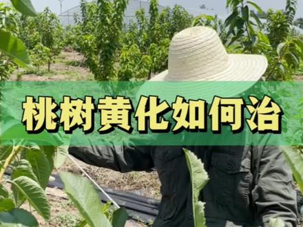 桃树黄化如何防治#三农 #果园数据化管理 #桃树