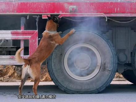 巴图不仅是宠物,更是人类安全的守护者,它尽职尽责地保护着人类的安全,请好好善待身边每一只动物。#有灵性的狗狗这举动太感人啦 #狗是人类最忠诚的朋友 #狗狗是生活的解药 #萌宠出道计划 #这狗成精了