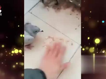 这鸽子真刚!主人:不吃就去火灶里,鸽子:去就去。#宠物