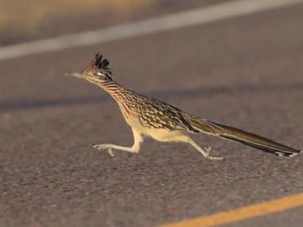 走鹃:一只博尔特都追不上的走地鸡。 #走鹃