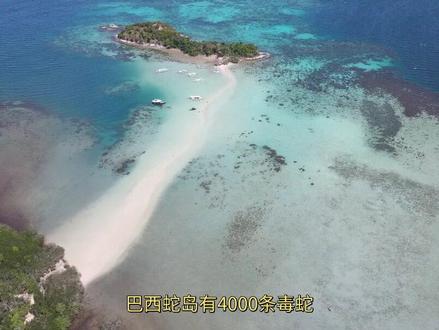 巴西蛇岛有4000条毒蛇,丢一百条眼镜王蛇,能吃完毒蛇吗