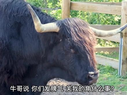 爱钻牛角尖,真的与牛哥有关吗?#知识分享 #知识科普 #民间故事 #钻牛角尖