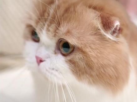 宠物留守难题,终于让我找到了 #多多#宠物自动投喂机 #数码科技