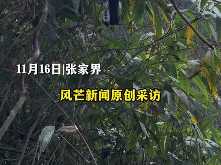 11月16日|张家界 张家界七星山荒野求生挑战赛第39天 一条内裤挂了一个月!这是谁干的?荒野健哥:一个月没洗澡 没机会换了#荒野求生