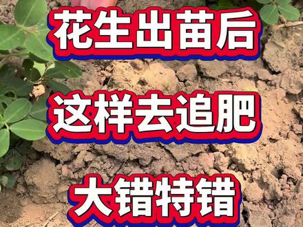 花生苗期这样追肥,大错特错 #花生种植 #花生管理 #花生增产