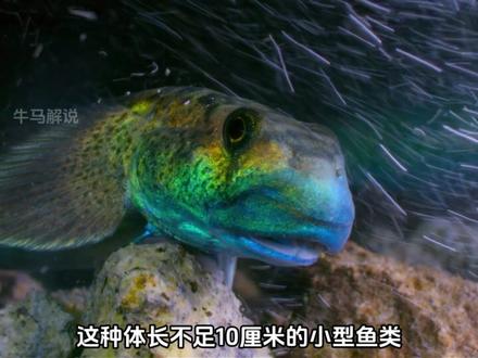 即使会摔落悬崖粉身碎骨,瓢鰕虎鱼也要逆游而上 #动物世界 #动物科普 #野生动物零距离 #鱼 #牛马解说