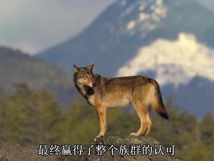 怀有狼王后代却被驱逐族群的母狼如何绝境逆袭—狼王希达#重返狼群 #动物世界 #动物保护 #海狼 #动物感人故事