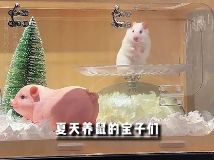 夏季养鼠全攻略|降温 + 饮食 + 急救一篇搞定#仓鼠 #金丝熊 #夏季 #养鼠日常