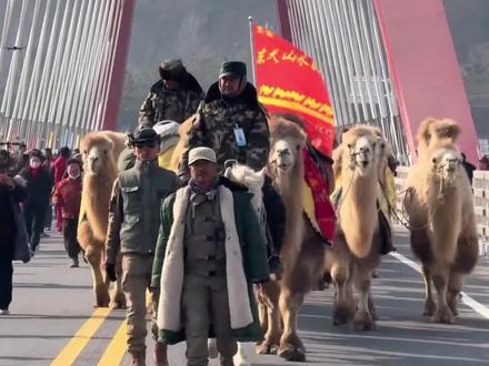 骆驼队来陕西了。#驼队#梦驼铃 #西安丝绸之路 #长武县