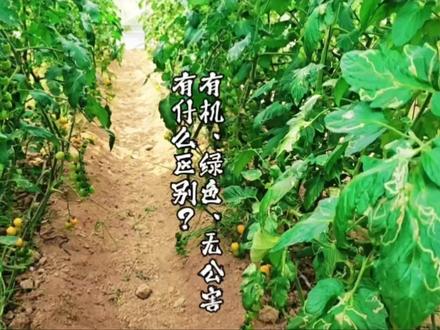 有机、绿色、无公害,三个食品安全等级有什么区别?继续带你解锁有机小知识#有机食材 #有机生活有我定义 #有机种植 #沛县唯一吃有机食材的幼儿园