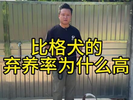 比格犬的弃养率为什么高#比格 #泰迪 #金毛