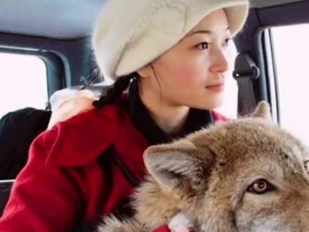 也许这就是李微漪和格林 最好的结局 #重返狼群 #李微漪 #格林 #李微漪和格林的故事 #纪录片