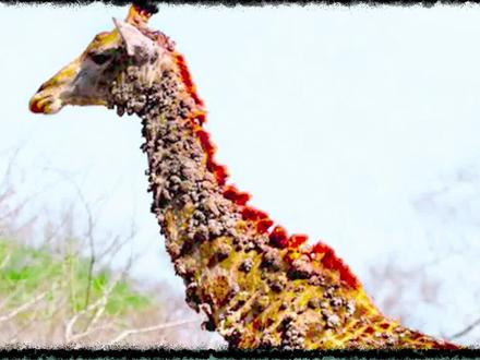 5种罕见的事,南非动物园的长颈鹿为什么长满了瘤子?