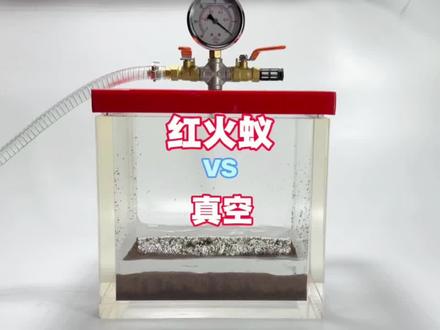 把几万只红火蚁放进真空环境里!它还能生存么?#红火蚁#红火蚁入侵 #真空#入侵物种