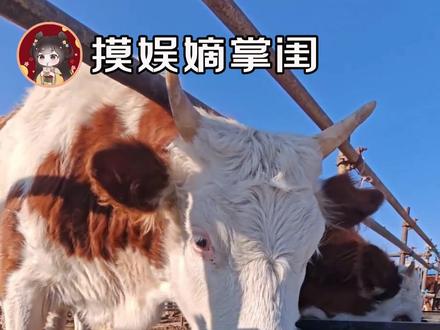 第一次意识到牛饮这个词这么直观~ #牛 #万万没想到 #喝水