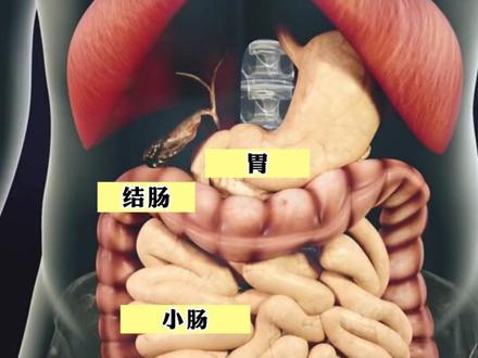 吃进嘴里的食物是怎么变成粪便的#食物消化全过程 #动画演示 #知识科普